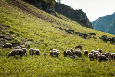 Koyunlar yazın dağların eteklerinde otlar.