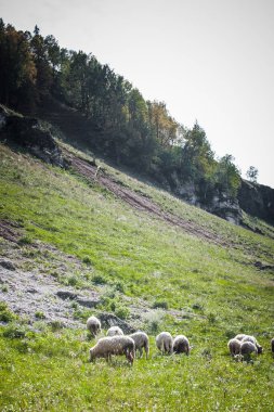 Koyunlar yazın dağların eteklerinde otlar.