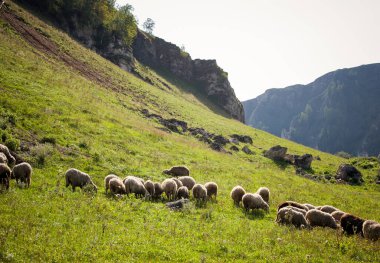 Koyunlar yazın dağların eteklerinde otlar.