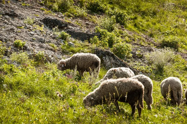 Овцы Пасутся Подножия Гор Летом — стоковое фото