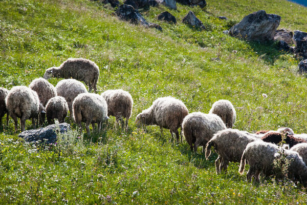 овцы пасутся у подножия гор летом