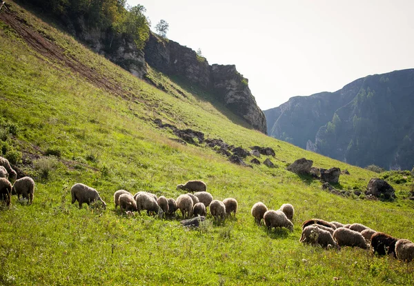 Koyunlar yazın dağların eteklerinde otlar.