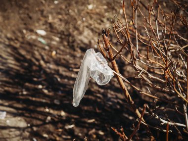 Açık bir prezervatif dışarıdaki bir dala asılı.