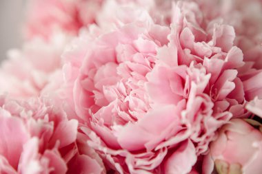 Pastel renklerde pembe şakayıklar yakın plan, çiçek deseni, klasik fotoğraf işleme