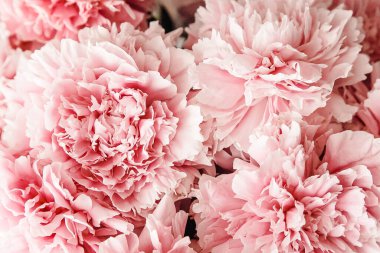 Pastel renklerde pembe şakayıklar yakın plan, çiçek deseni, klasik fotoğraf işleme