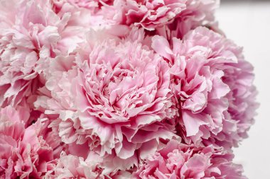 Pastel renklerde pembe şakayıklar yakın plan, çiçek deseni, klasik fotoğraf işleme