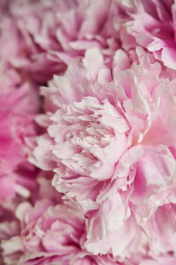 Pastel renklerde pembe şakayıklar yakın plan, çiçek deseni, klasik fotoğraf işleme