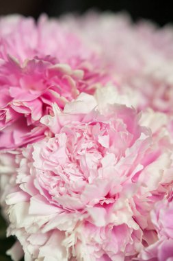 Pastel renklerde pembe şakayıklar yakın plan, çiçek deseni, klasik fotoğraf işleme