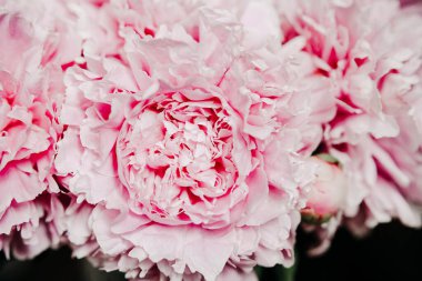 Pastel renklerde pembe şakayıklar yakın plan, çiçek deseni, klasik fotoğraf işleme