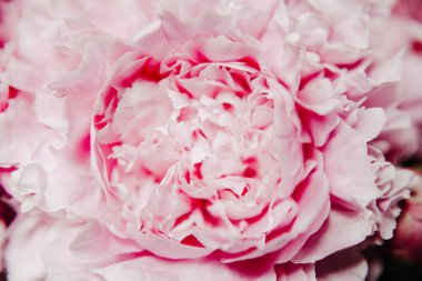 Pastel renklerde pembe şakayıklar yakın plan, çiçek deseni, klasik fotoğraf işleme