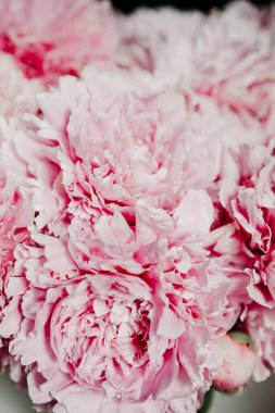 Pastel renklerde pembe şakayıklar yakın plan, çiçek deseni, klasik fotoğraf işleme