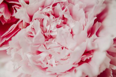 Pastel renklerde pembe şakayıklar yakın plan, çiçek deseni, klasik fotoğraf işleme