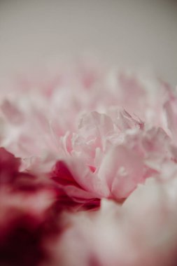 Pastel renklerde pembe şakayıklar yakın plan, çiçek deseni, klasik fotoğraf işleme