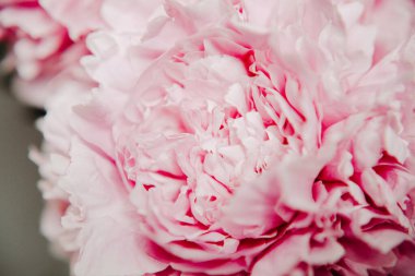 Pastel renklerde pembe şakayıklar yakın plan, çiçek deseni, klasik fotoğraf işleme