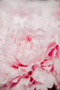 Pastel renklerde pembe şakayıklar yakın plan, çiçek deseni, klasik fotoğraf işleme