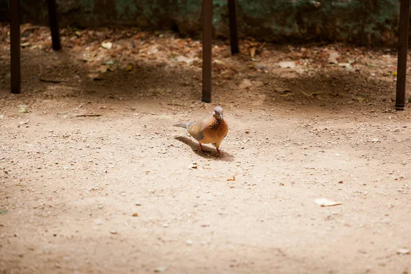 Little Egyptian Turtle Dove Sunset Light — Stock Photo, Image