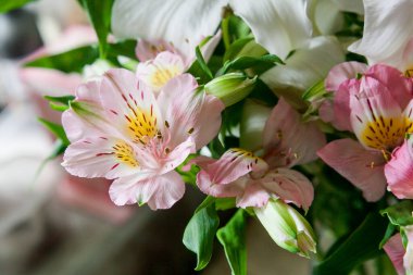 Bir buket pembe alstromerya, İnka zambakları bukette