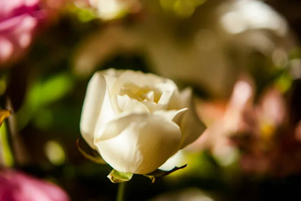 Крупным Планом Фотография Белых Роз Самого Нежного Букета — стоковое фото