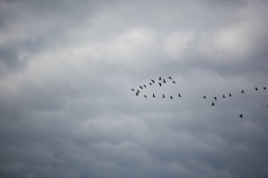 Göçmen kuşlar bulutların ve bulutların arkasında uçar.
