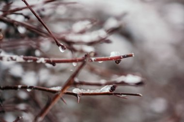 Buz kütleleri ve dikenleri olan donmuş çalılar.