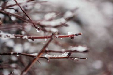 Buz kütleleri ve dikenleri olan donmuş çalılar.
