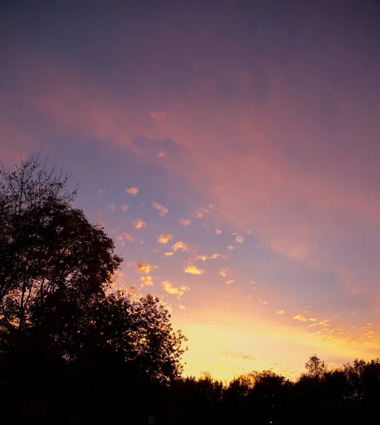 Coucher Soleil Lumineux Rose Orange Vue Forêt — Photo