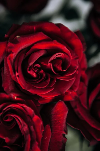 Lussuoso Bouquet Grandi Rose Rosse Primo Piano Fotografia Low Key — Foto Stock