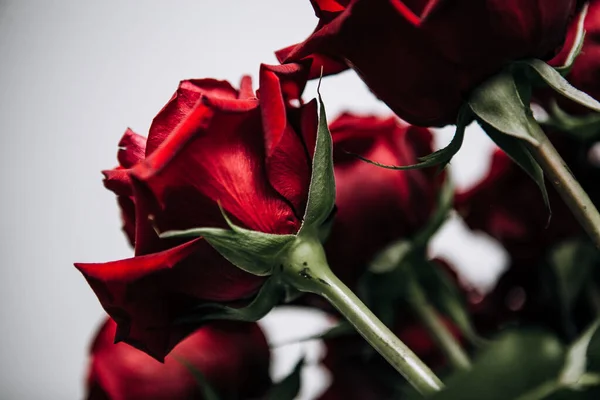 Bouquet Luxuoso Grandes Rosas Vermelhas Close Fotografia Low Key Noir — Fotografia de Stock