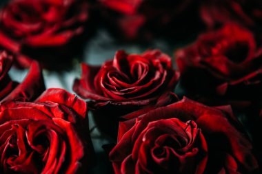 Pahalı bir buket kırmızı gül. Düşük tuşlu fotoğraf, kara film