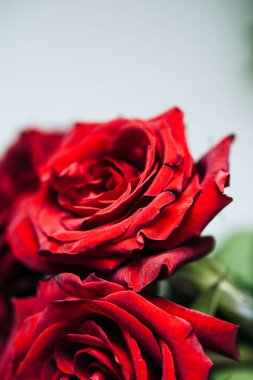 Pahalı buket kırmızı güller, arka planda bir sürü kırmızı gül