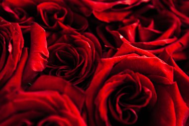 Pahalı buket kırmızı güller, arka planda bir sürü kırmızı gül