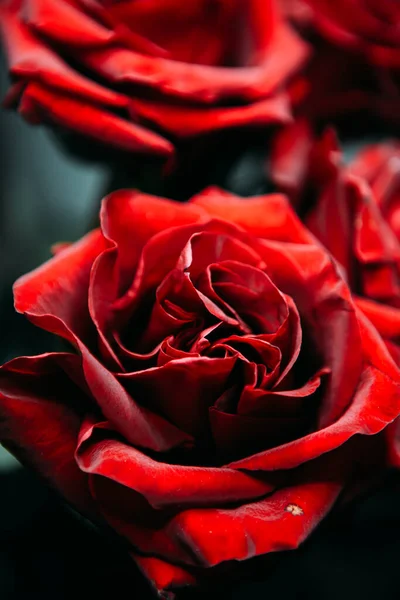 Luksusowy Bukiet Dużych Czerwonych Róż Zbliżenie Niski Klucz Fotografia Noir — Zdjęcie stockowe