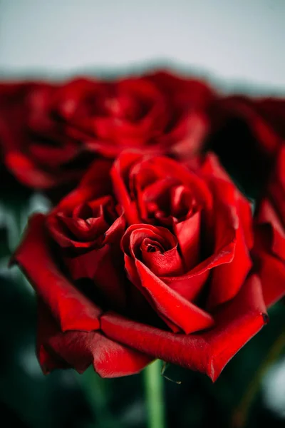 Lussuoso Bouquet Grandi Rose Rosse Primo Piano Fotografia Low Key — Foto Stock