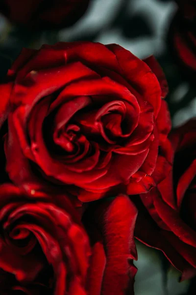 Bouquet Luxuoso Grandes Rosas Vermelhas Close Fotografia Low Key Noir — Fotografia de Stock