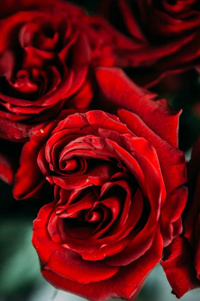 Lussuoso Bouquet Grandi Rose Rosse Primo Piano Fotografia Low Key — Foto Stock