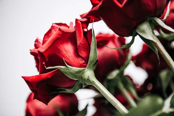 expensive bouquet of large red roses, background of many red roses