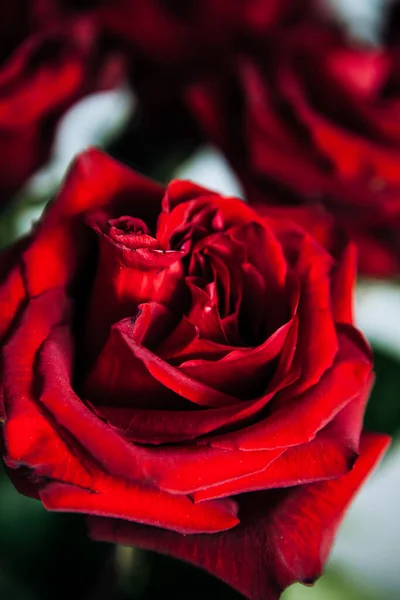 Buquê Caro Grandes Rosas Vermelhas Fundo Muitas Rosas Vermelhas — Fotografia de Stock