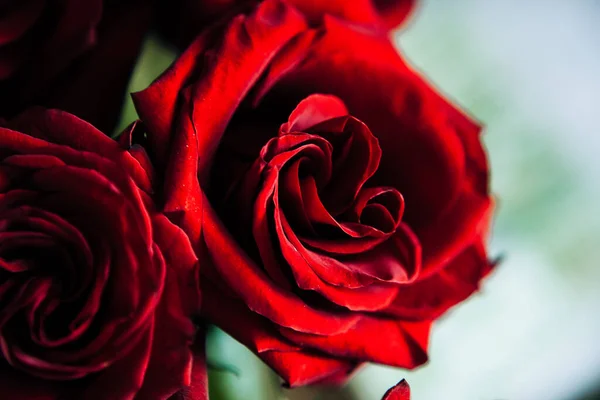 Costoso Mazzo Grandi Rose Rosse Sfondo Molte Rose Rosse — Foto Stock