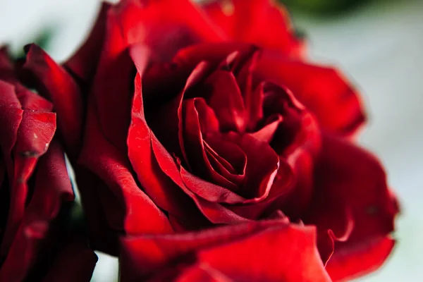 Costoso Mazzo Grandi Rose Rosse Sfondo Molte Rose Rosse — Foto Stock