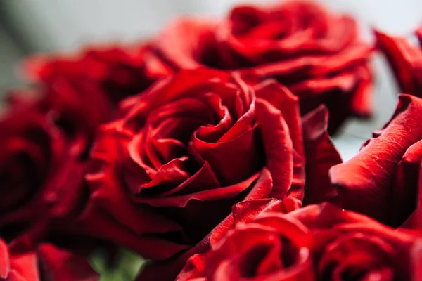 Costoso Mazzo Grandi Rose Rosse Sfondo Molte Rose Rosse — Foto Stock