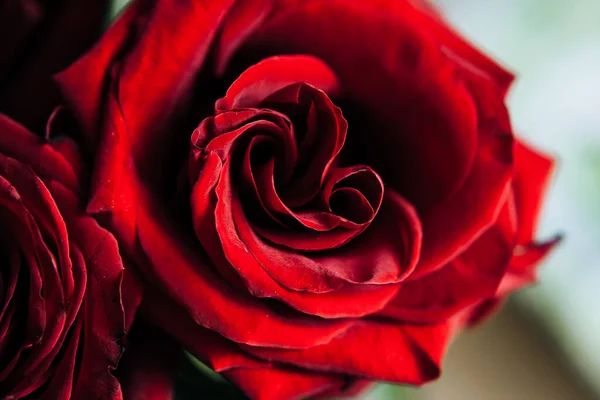 Costoso Mazzo Grandi Rose Rosse Sfondo Molte Rose Rosse — Foto Stock