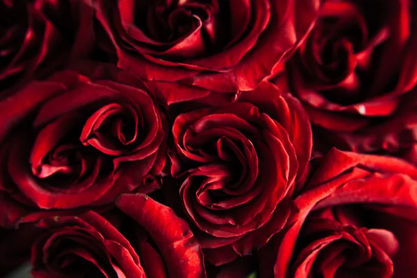 expensive bouquet of large red roses, background of many red roses