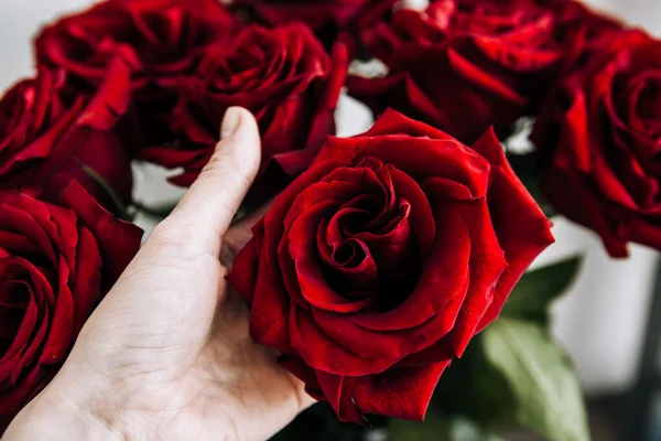 expensive bouquet of large red roses, hand holding a rose