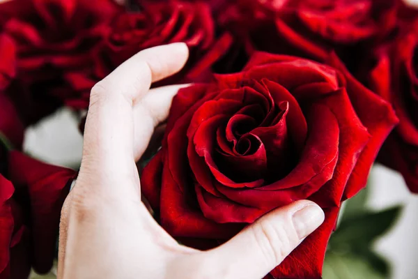 expensive bouquet of large red roses, hand holding a rose