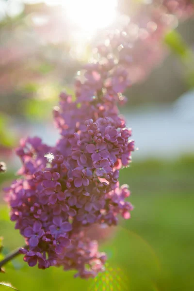 Branches Blooming Lilac Rays Dawn Sun Lilac Morning — Stock Photo, Image