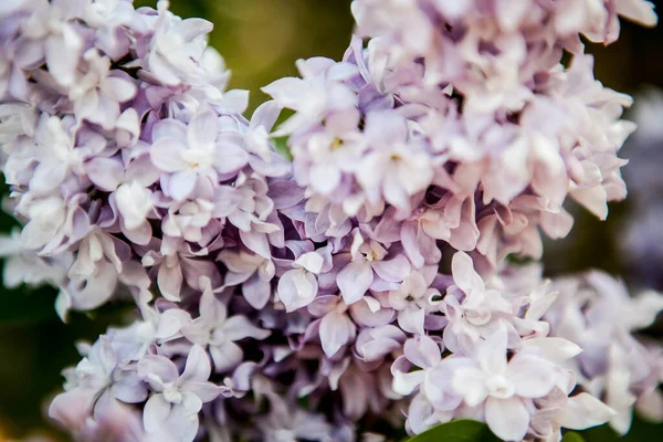 Branches Blooming Lilac Rays Dawn Sun Lilac Morning — Stock Photo, Image