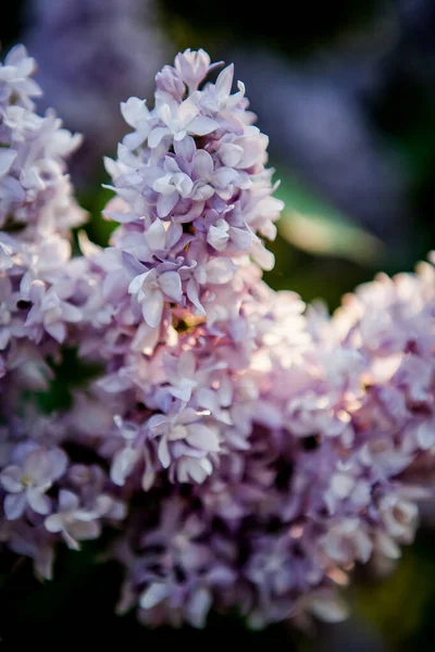 Branches Blooming Lilac Rays Dawn Sun Lilac Morning — Stock Photo, Image