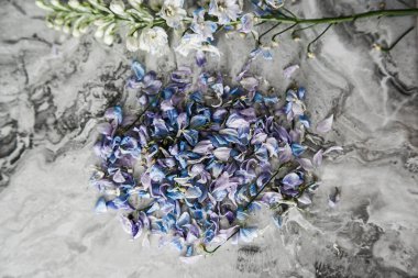 Mermer bir arka planda, bir Delphinium 'un solmuş yaprakları