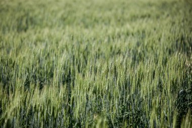 yaz yeşili buğday tarlası, kulakların arka planı