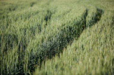 Yazın yeşil buğday tarlası güneşli bir günde, tarlada bir yol, kulakların arka planı